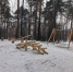 ​В Черняевском лесу в Перми завершилась реновация места отдыха «Чаша» - Business Class