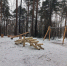 Чаша, площадка, Черняевский лес - Новый Компаньон