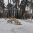 image0.jpeg - Новости Перми PermNews.Ru