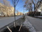 В Перми завершилась осенняя озеленительная кампания