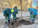 В Перми в этом году высадили более шести тысяч деревьев и кустарников