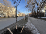 В Перми в этом году высадили более шести тысяч деревьев и кустарников