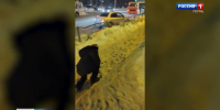 В Прикамье выпала новая порция снега - Вести-Пермь