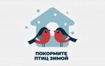 В Индустриальном районе Перми начался фотоконкурс кормушек «Покормите птиц!»