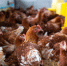 brown-chickens-farm_335224-1154 - Новый Компаньон