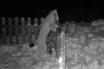 Видео с рысью из Пермского края набрало 3 миллиона просмотров в соцсетях
