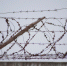 Колючая проволока - Новый Компаньон