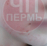 В Перми подростки закидали льдом хоббихорсера — полиция проводит проверку - V-Kurse.Ru