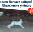 Почему в Перми стало больше зайцев? Объяснение учёного - VikiPerm.Com