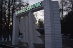 лес черняевский