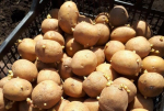 Пророщенный картофель