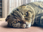животные кошка