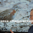 1 - Новый Компаньон
