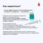В Прикамье для иммунизации от клещевого энцефалита поступило 346 тысяч доз вакцины