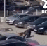 Пермяк, на которого набросились собаки, восстанавливается после операции - Вести-Пермь