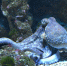 В Тихом океане обнаружен новый вид гигантских осьминогов Grimpoteuthis imperator - Про Город Пермь