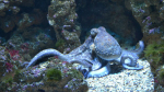 В Тихом океане обнаружен новый вид гигантских осьминогов Grimpoteuthis imperator