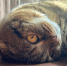 коты животные - Новый Компаньон