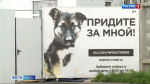 В Черняевском лесу прошла "Добрая ярмарка"
