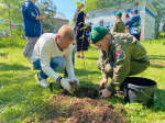 В Перми при поддержке партпроектов «Зеленая экономика» и «Чистая страна» высадили кусты «орешника»