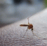 Учёные создали комариное венерическое заболевание для борьбы с малярией - Про Город Пермь