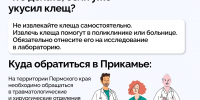 Клещи не дремлют! Уже более 13 425 обращений. Каждый пятый – ребёнок. - ГБУЗ ПК ГКП №5