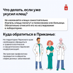 Свыше 21 тысячи жителей Пермского края обратились за медицинской помощью после укуса клещей
