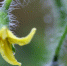 Цветут помидоры: значит, пора взять удобрения и спасти свой урожай — не навредить кустам и вырастить соковые плоды - Про Город Пермь
