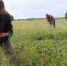Клубничный сезон в Прикамье выходит на пик - Вести-Пермь
