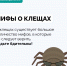 Развеиваем мифы о клещевой активности - ГБУЗ ПК ГКП №5