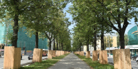 комсомольский проспект деревья - Новый Компаньон