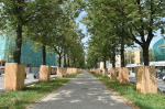 комсомольский проспект деревья