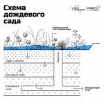 Дождевой сад