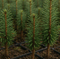 С начала года из Пермского края вывезли более 900 тысяч саженцев хвойных деревьев - VikiPerm.Com