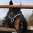 Лошадь - Новый Компаньон