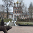 В Минприроды Пермского края прокомментировали появление медведя в центре Соликамска - Business Class