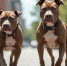 В Перми не возбудили дело после нападения собак на мужчину - Про Город Пермь