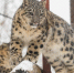 снежный барс - Новый Компаньон
