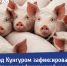 Под Кунгуром зафиксирована вспышка африканской чумы свиней - VikiPerm.Com