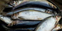 В Перми предприятие экономило сырье для изготовления рыбной продукции - Комсомольская Правда