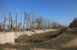 В Ленинском районе Перми заменят старовозрастные деревья