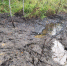 На севере Прикамья обнаружили разлив нефтепродуктов и возбудили дело - Ветта
