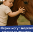 В Перми могут запретить катание на лошадях в парках и дворах - VikiPerm.Com