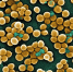 Фото: Janice Haney Carr, Centers for Disease Control and Prevention, Wikipedia - ПГТУ