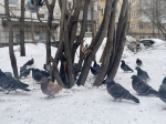 Пермские власти начали устанавливать на зданиях звуковые отпугиватели от голубей