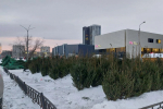 В Перми открываются елочные базары