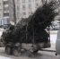 Пермякам не дадут самовольно срубить елку на Новый год в городских лесах - V-Kurse.Ru