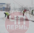 "Оптимальное время": в краевом Минтрансе прокомментировали зимние саженцы - Вести-Пермь