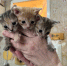 image (3).png - Новости Перми PermNews.Ru