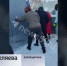 В муниципальный приют с ул. Причальной перевезли несколько десятков собак - Вести-Пермь